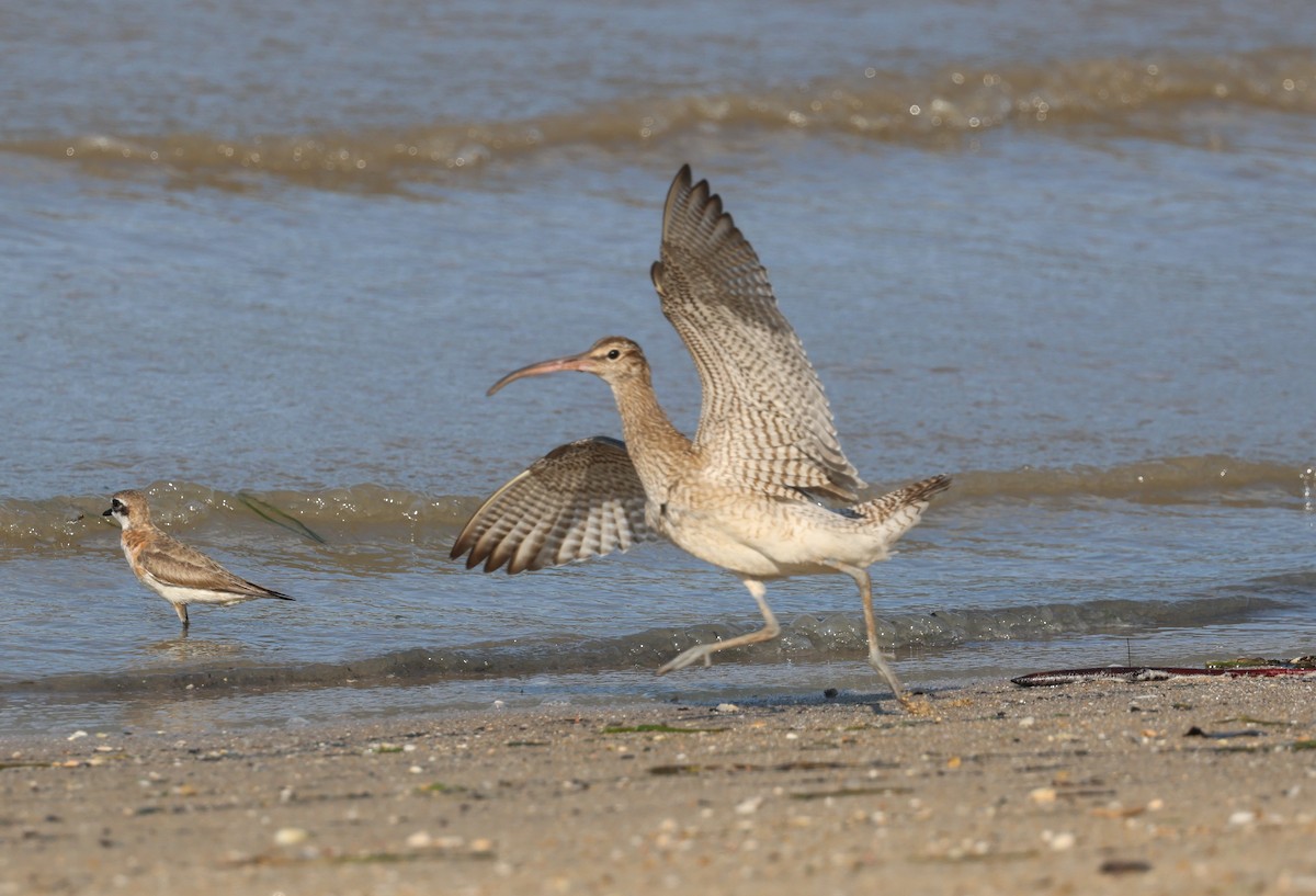 Regenbrachvogel - ML646774587