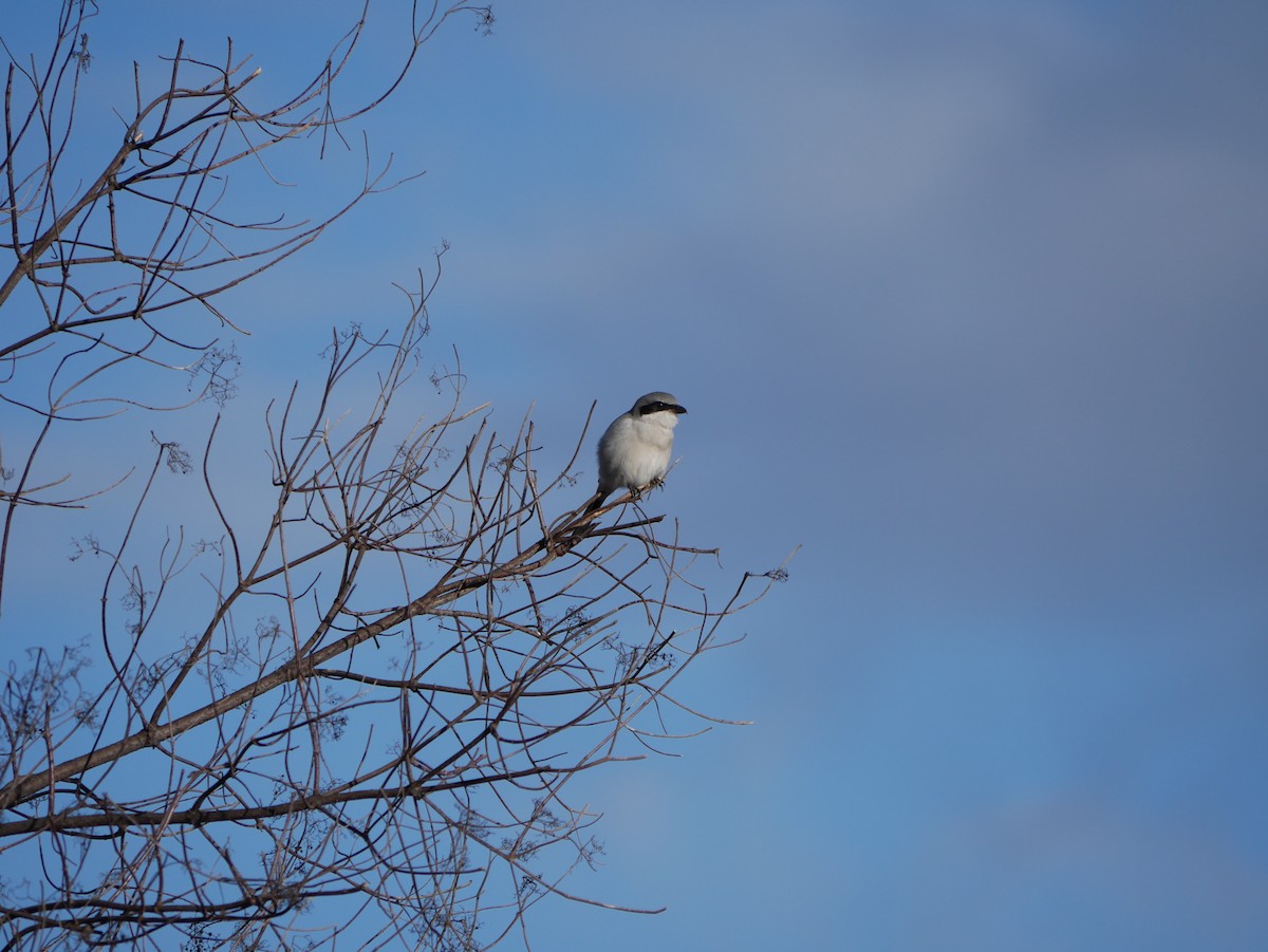 Amerika Örümcekkuşu - ML646774590