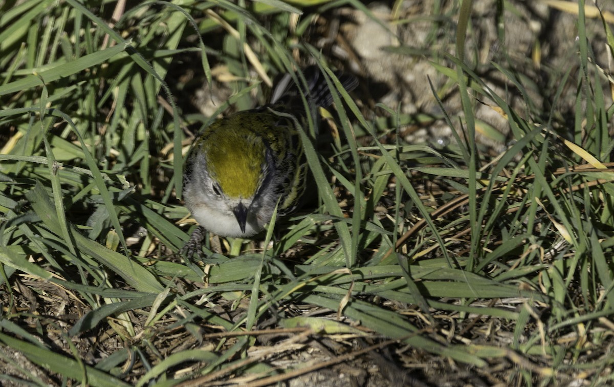 סבכון צהוב-כיפה - ML646774593