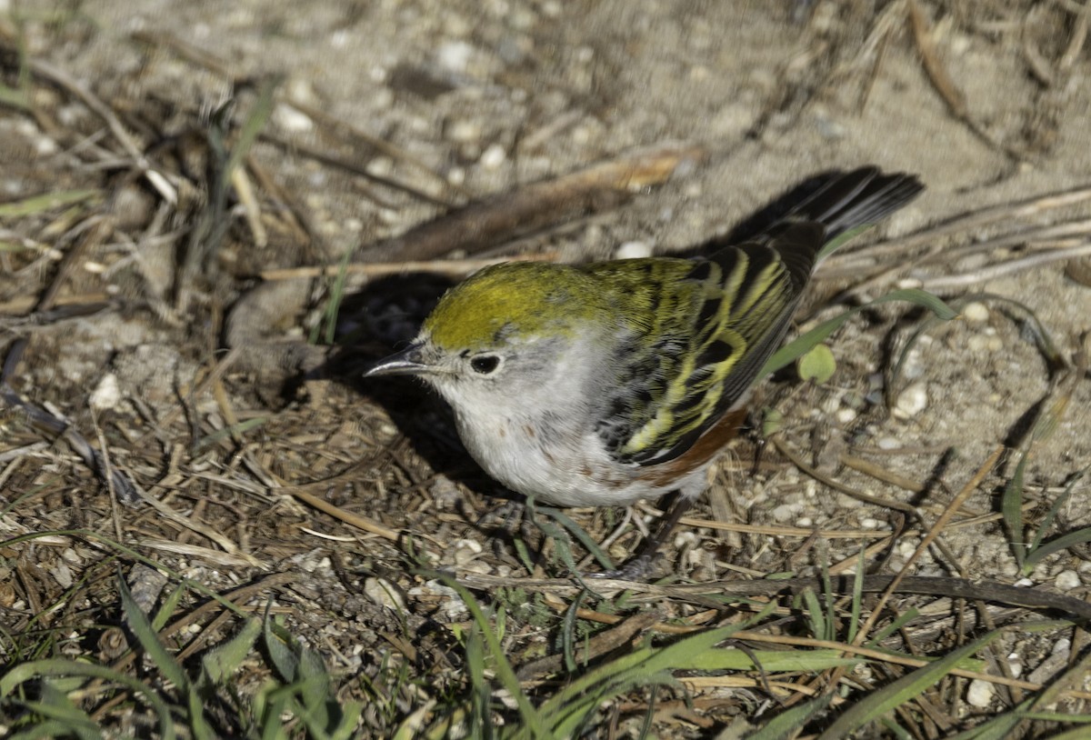 סבכון צהוב-כיפה - ML646774594