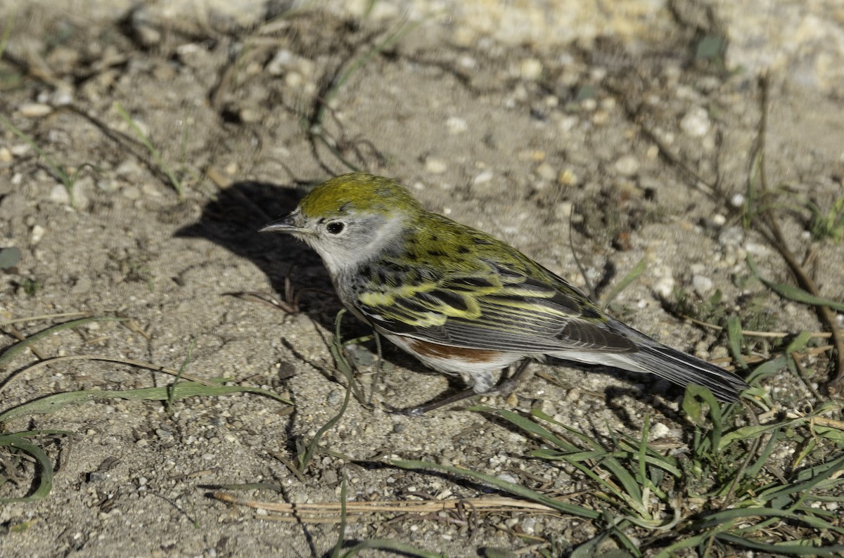סבכון צהוב-כיפה - ML646774595