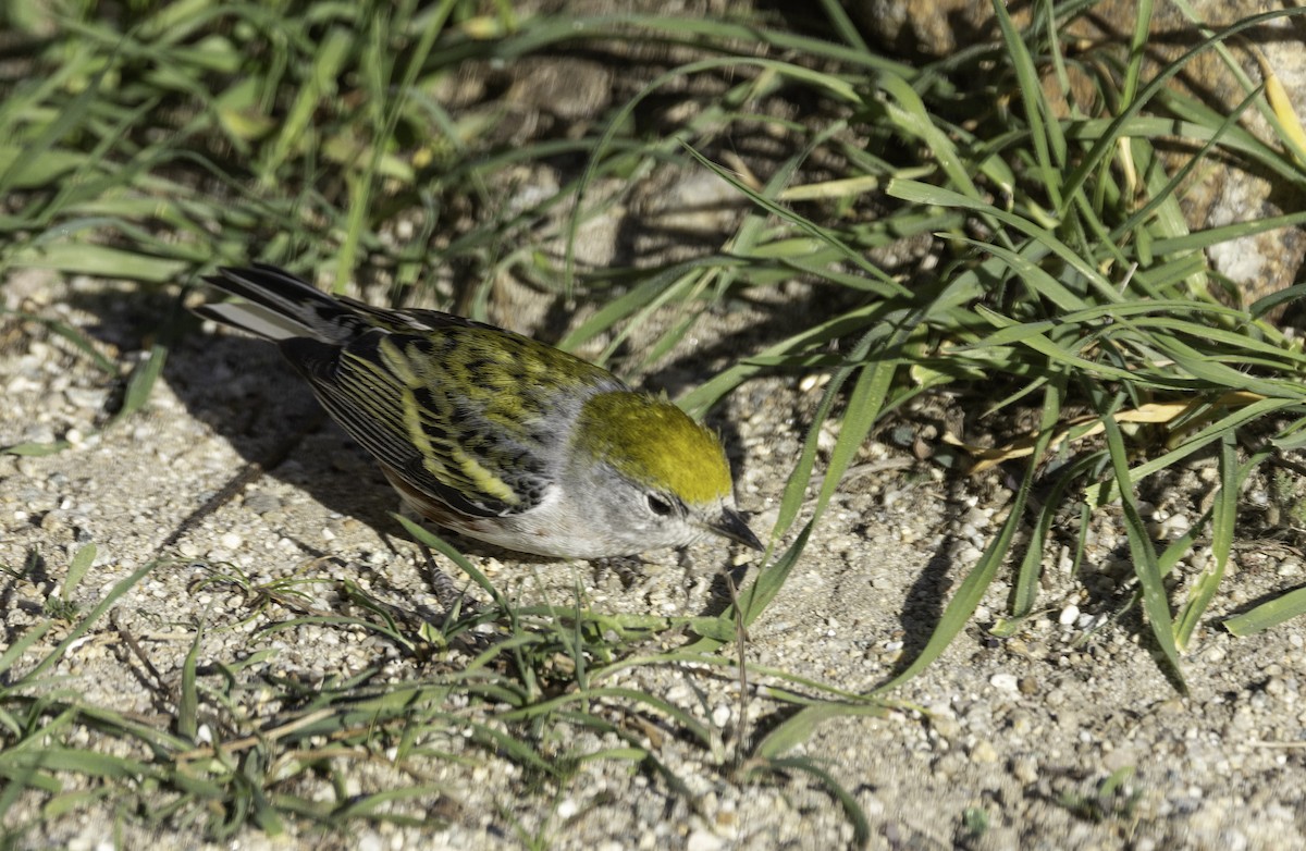 סבכון צהוב-כיפה - ML646774596