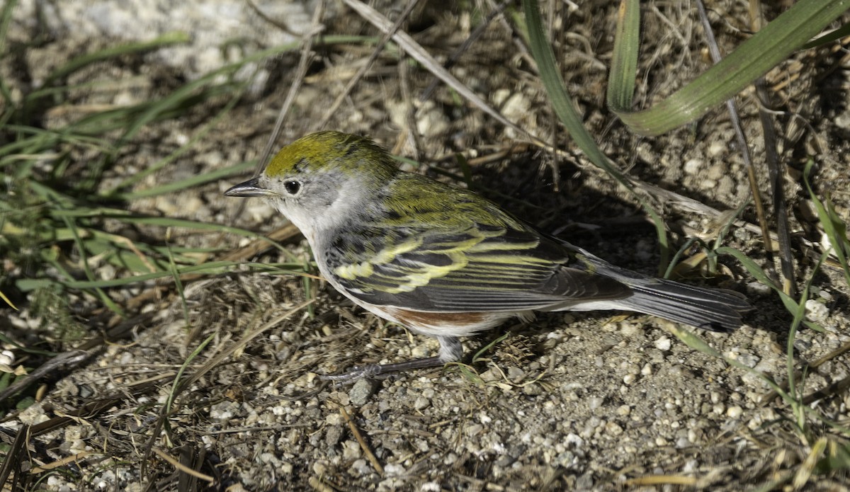 סבכון צהוב-כיפה - ML646774597