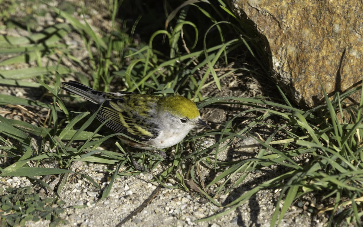 סבכון צהוב-כיפה - ML646774598