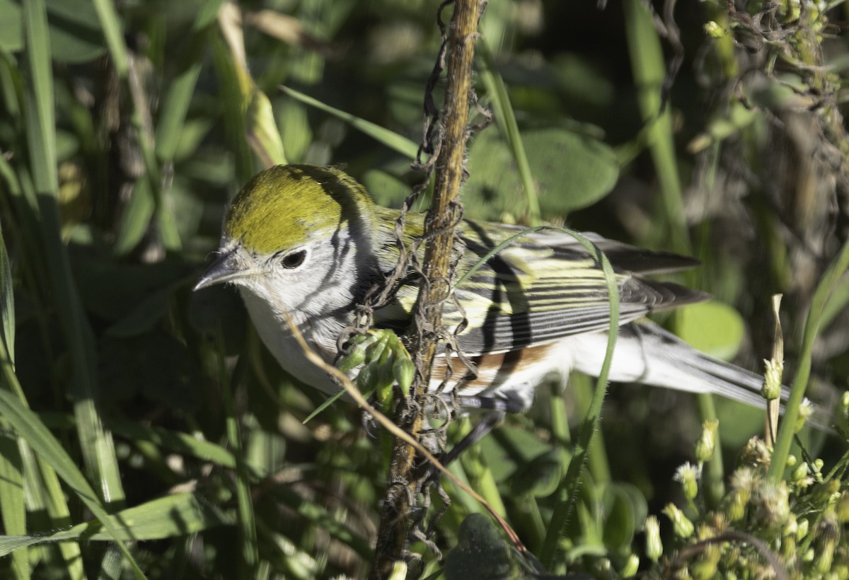 סבכון צהוב-כיפה - ML646774599