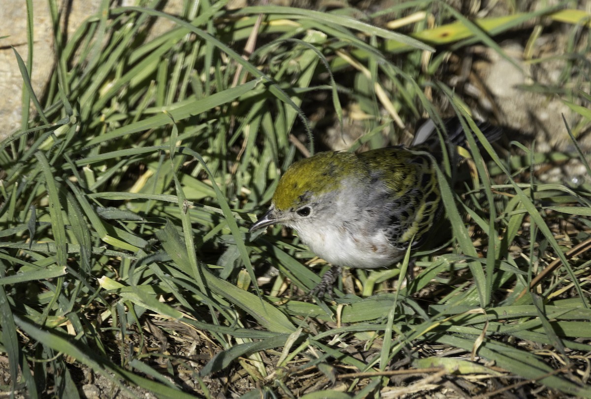 סבכון צהוב-כיפה - ML646774600