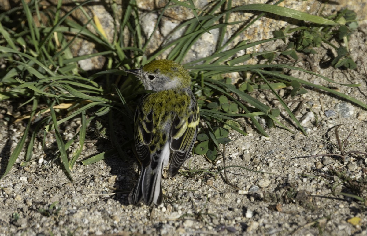 סבכון צהוב-כיפה - ML646774601
