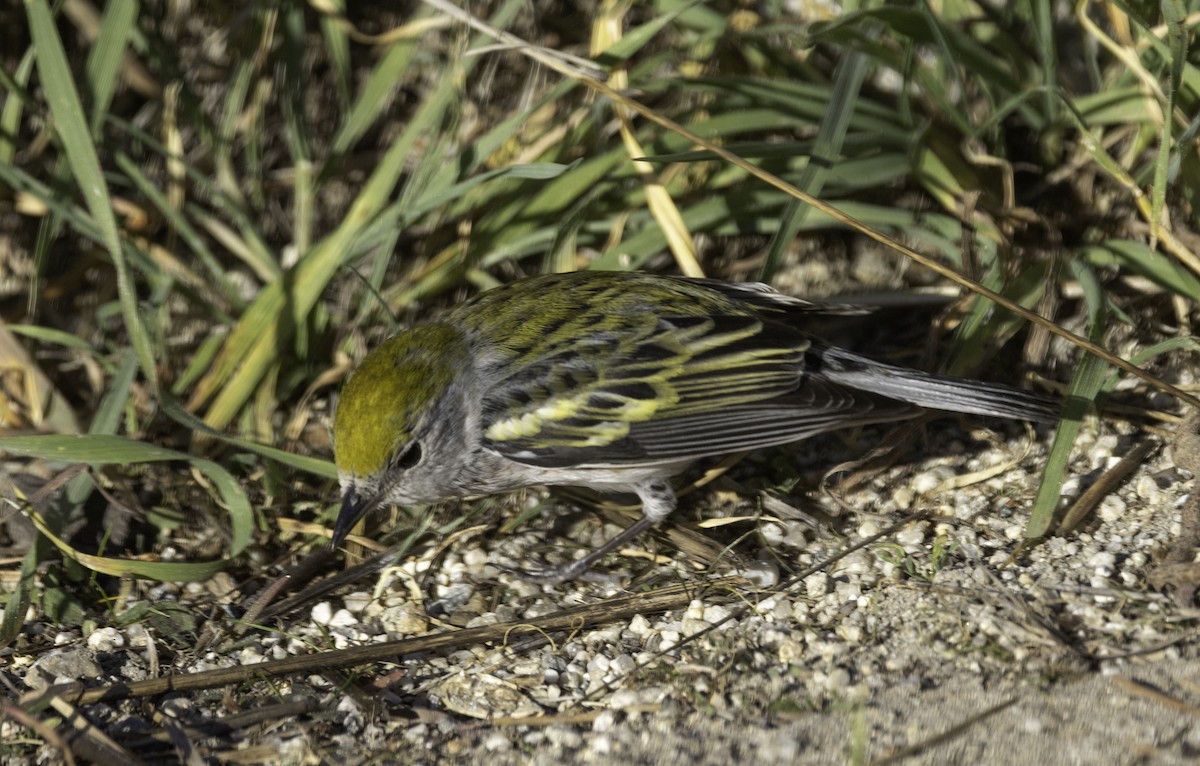 סבכון צהוב-כיפה - ML646774602