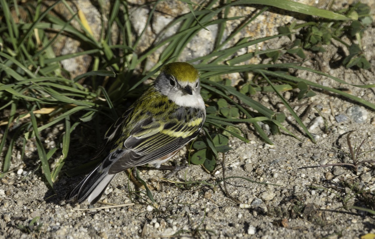 סבכון צהוב-כיפה - ML646774603