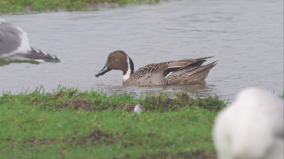 Шилохвіст північний - ML646774604