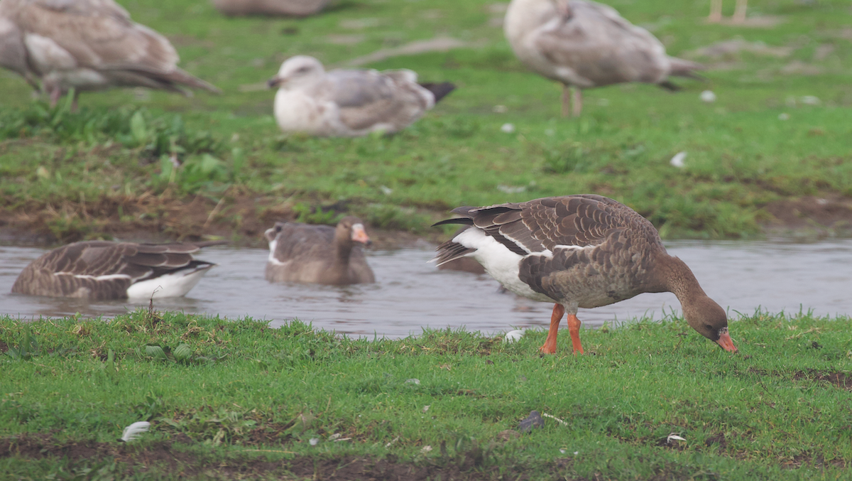 Гуска білолоба (підвид gambelli/sponsa) - ML646774606