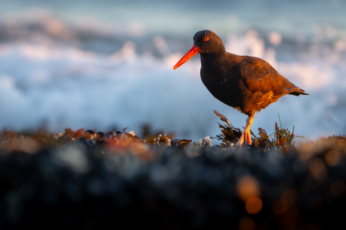 Black Oystercatcher - ML646774607