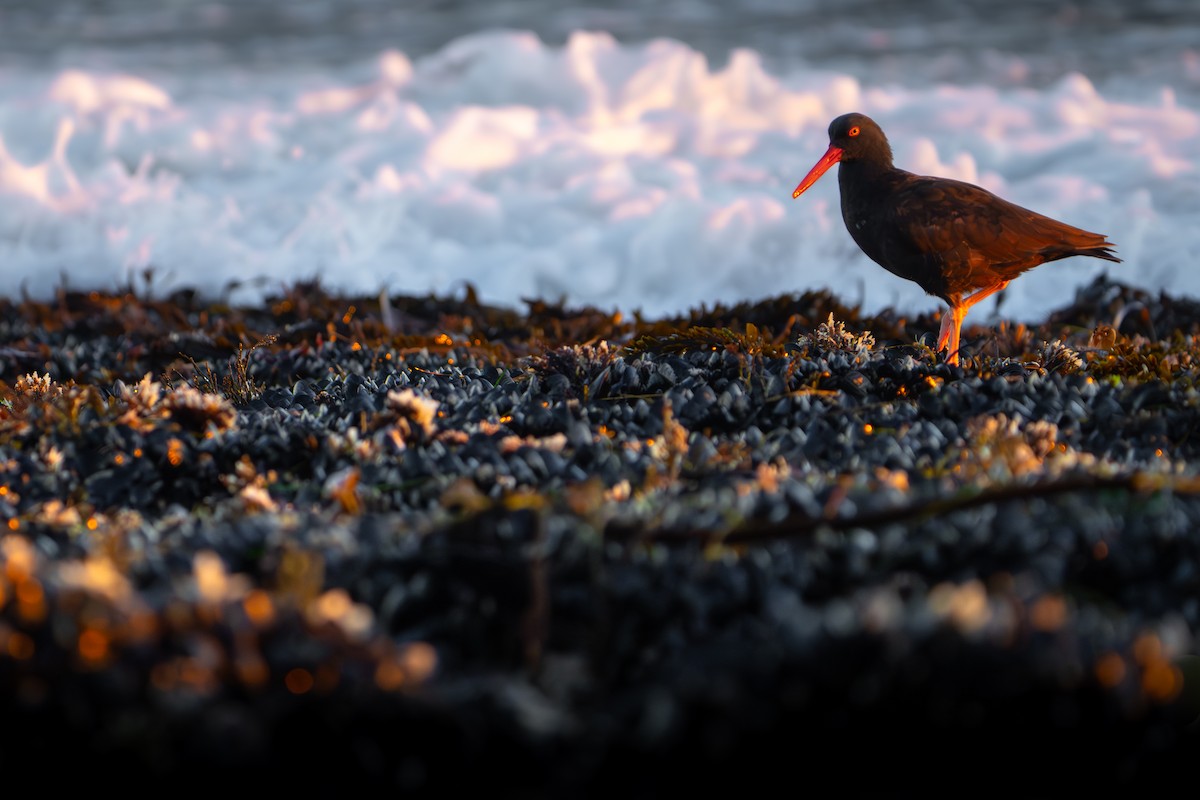 Black Oystercatcher - ML646774608