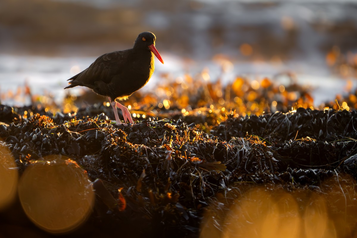 Black Oystercatcher - ML646774609