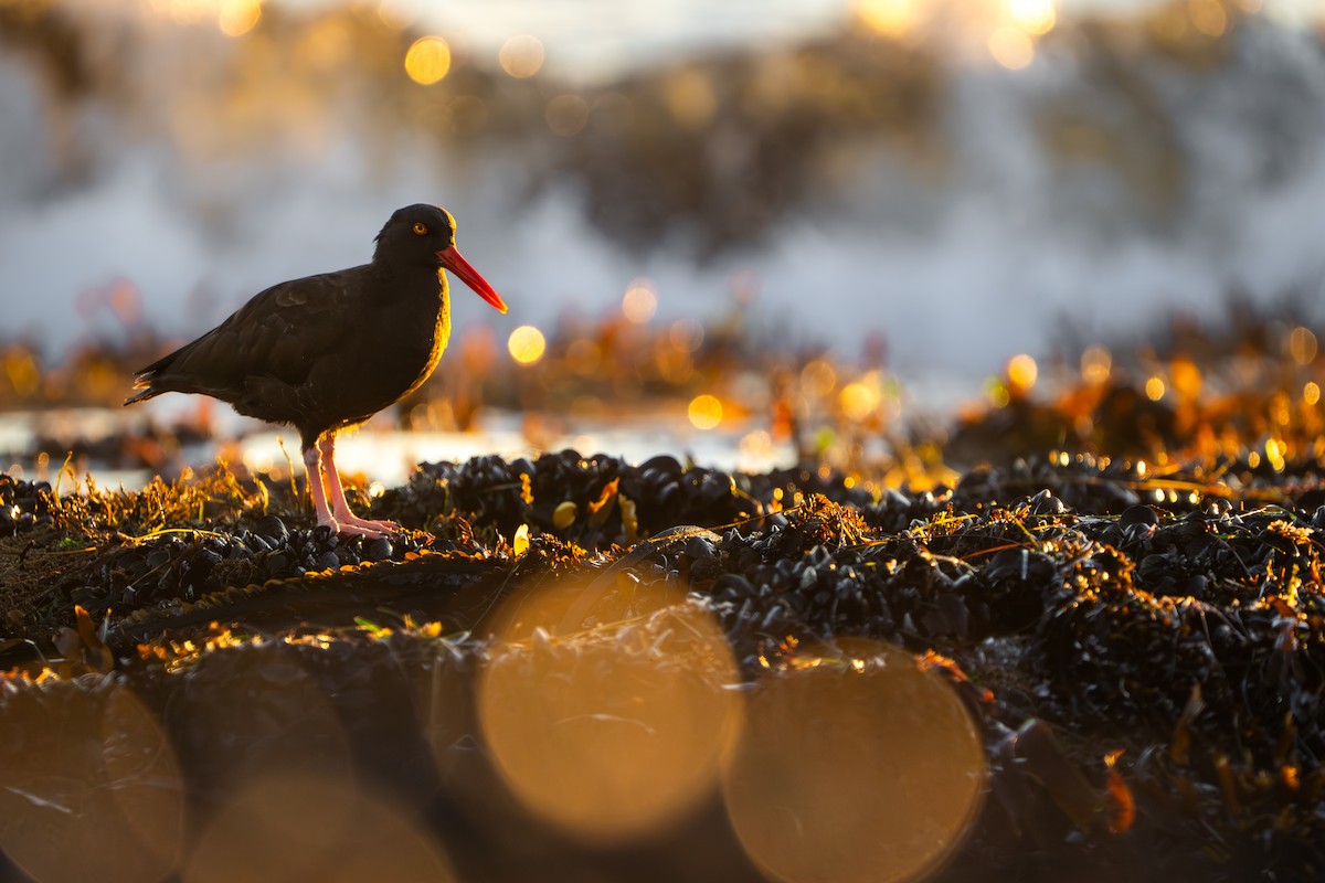 Black Oystercatcher - ML646774610