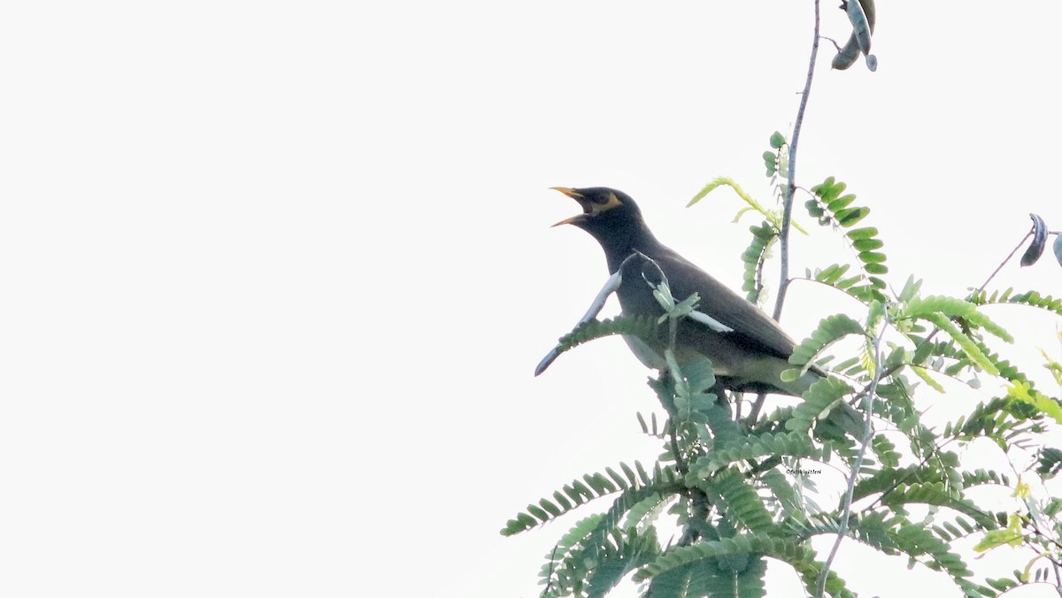 מיינה מצויה - ML646774611