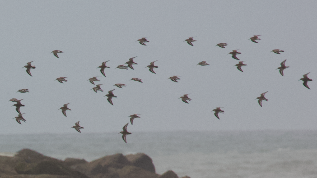 Побережник чорногрудий - ML646774612