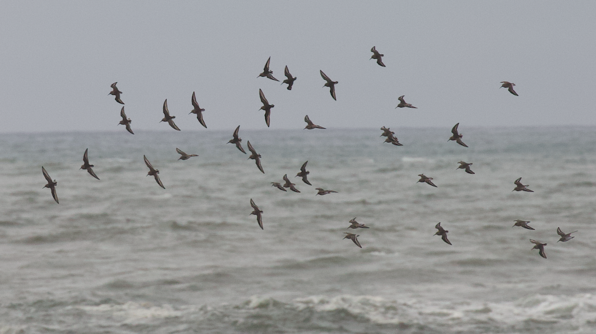 Побережник чорногрудий - ML646774613