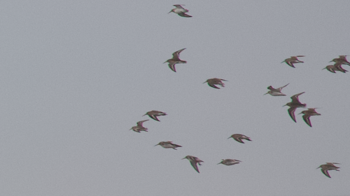 Побережник чорногрудий - ML646774615