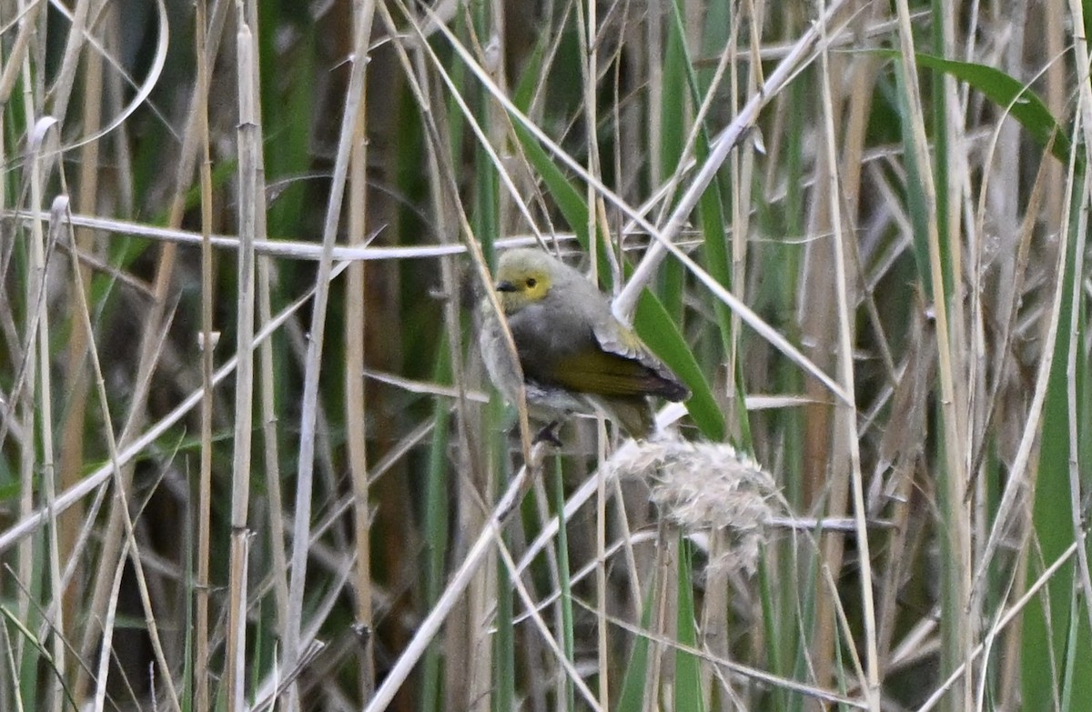 hvitsmykkehonningeter - ML646774616