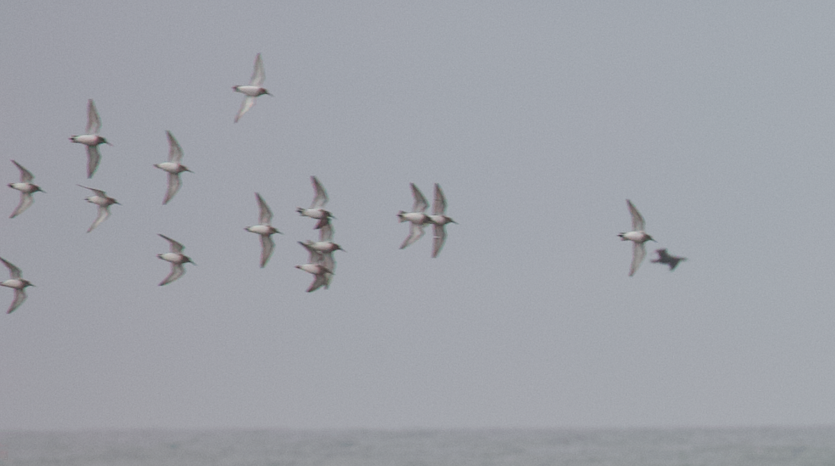 Побережник чорногрудий - ML646774617