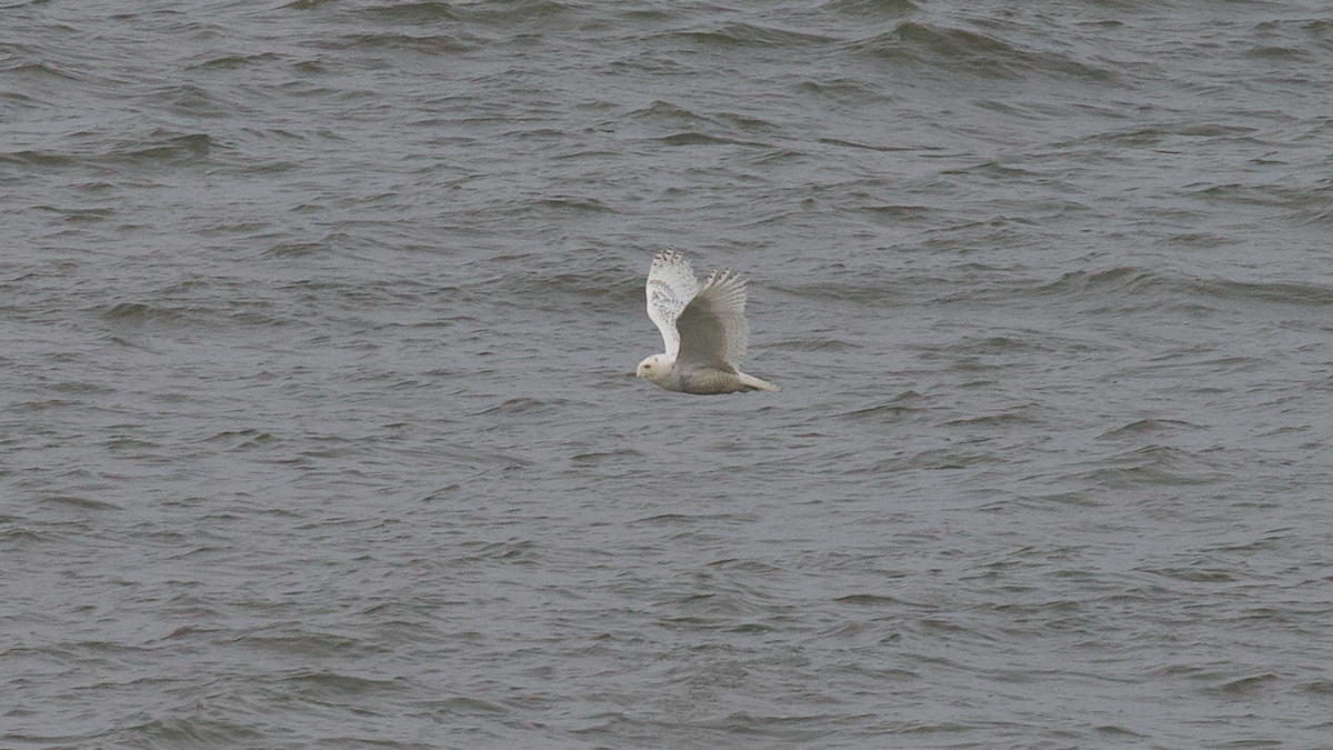 Elur-hontza - ML646774620