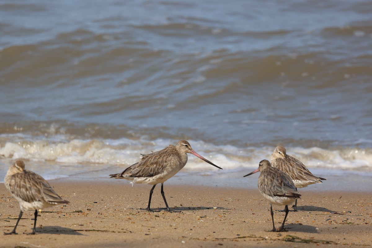 Pfuhlschnepfe - ML646774621