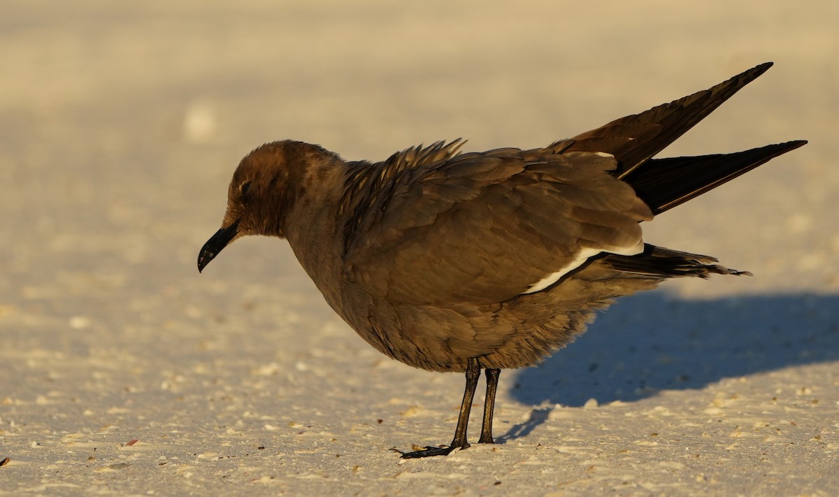 Antxeta grisa - ML646774622