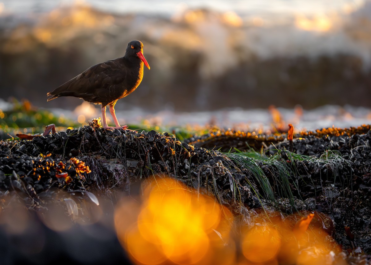 Black Oystercatcher - ML646774623