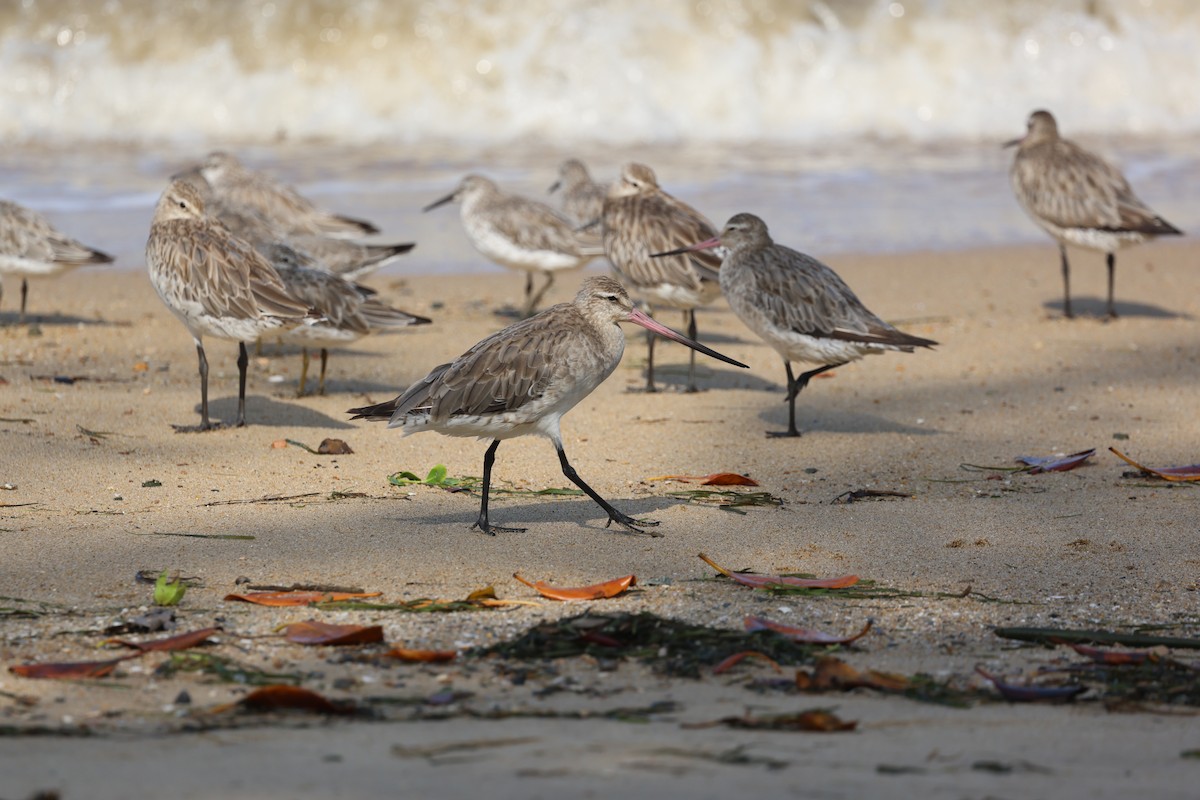 Pfuhlschnepfe - ML646774624