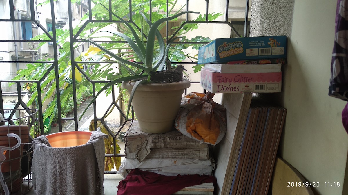 Горлиця китайська - ML646774625