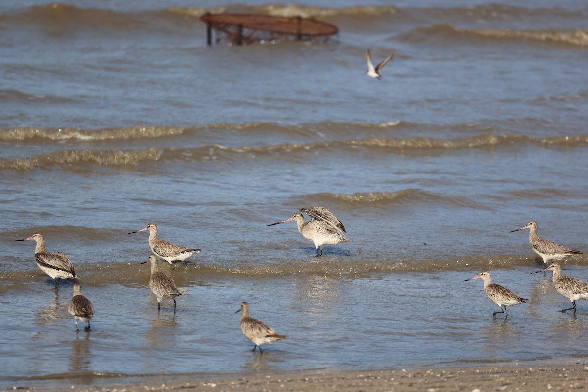 Pfuhlschnepfe - ML646774632