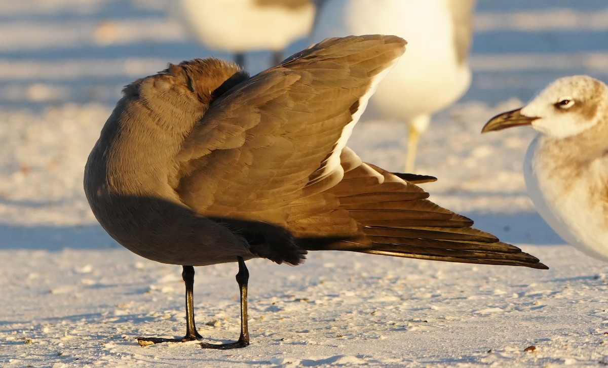 Antxeta grisa - ML646774633