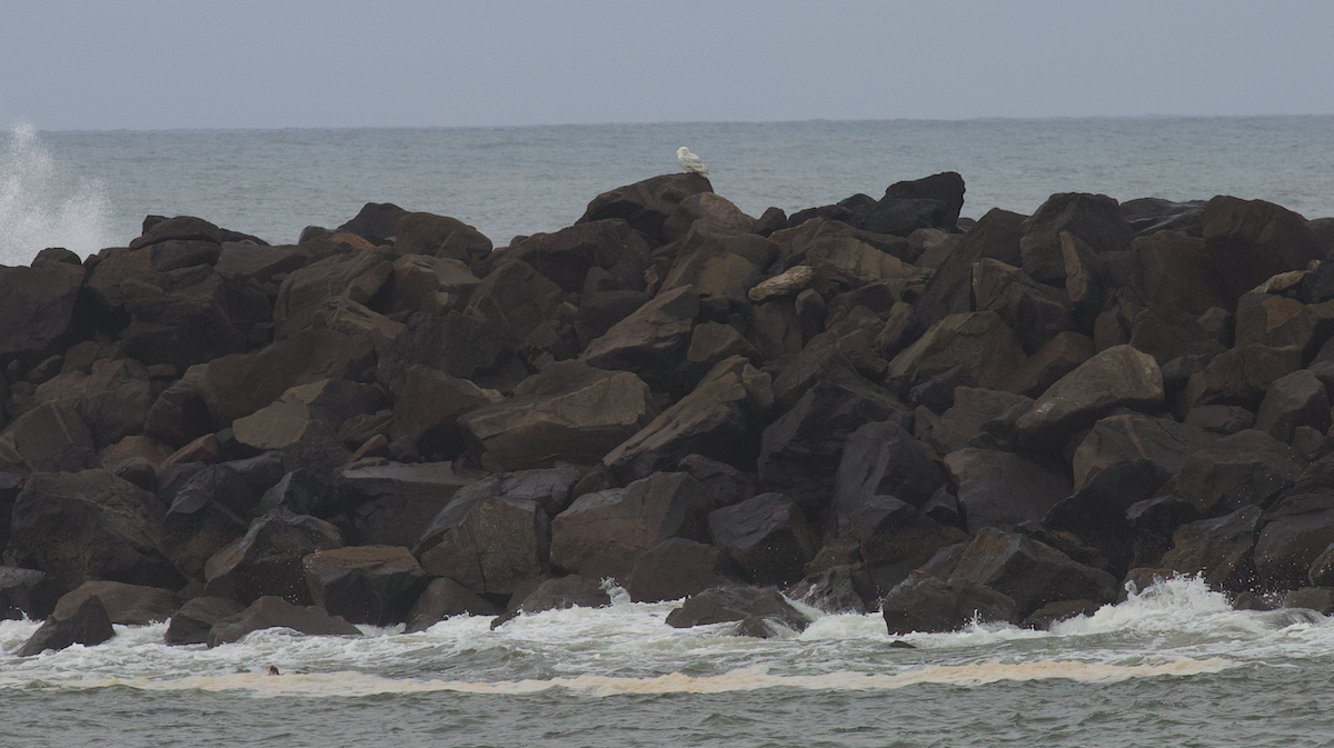 Elur-hontza - ML646774634