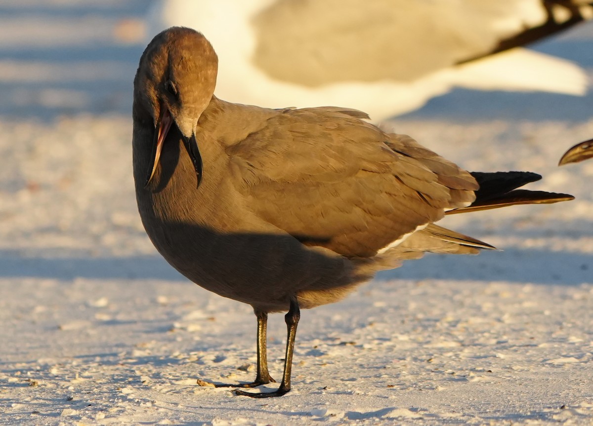 Antxeta grisa - ML646774636