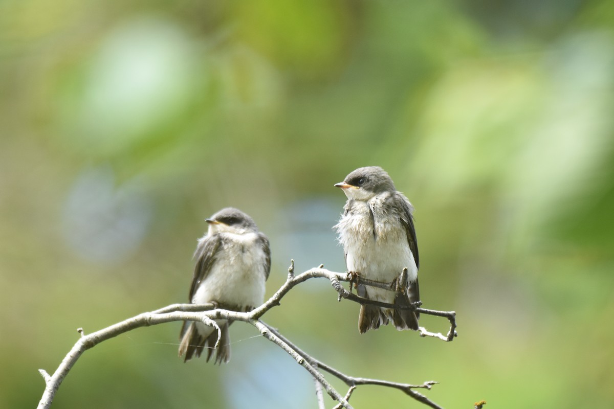 Tree Swallow - ML646774637