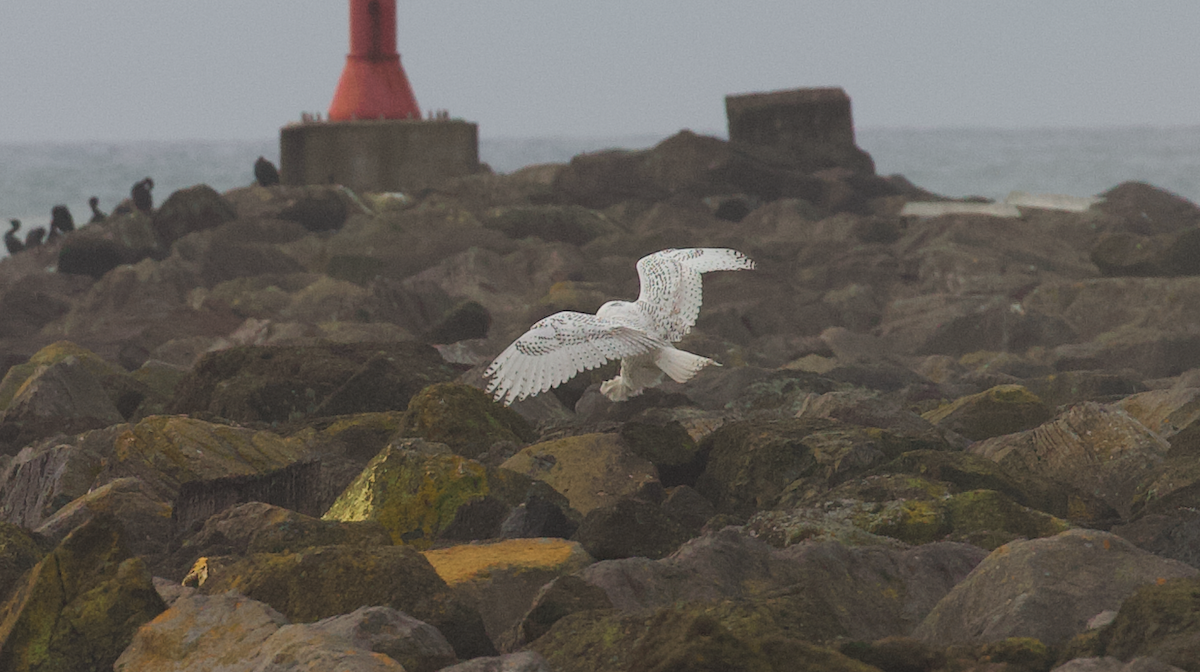 Elur-hontza - ML646774638