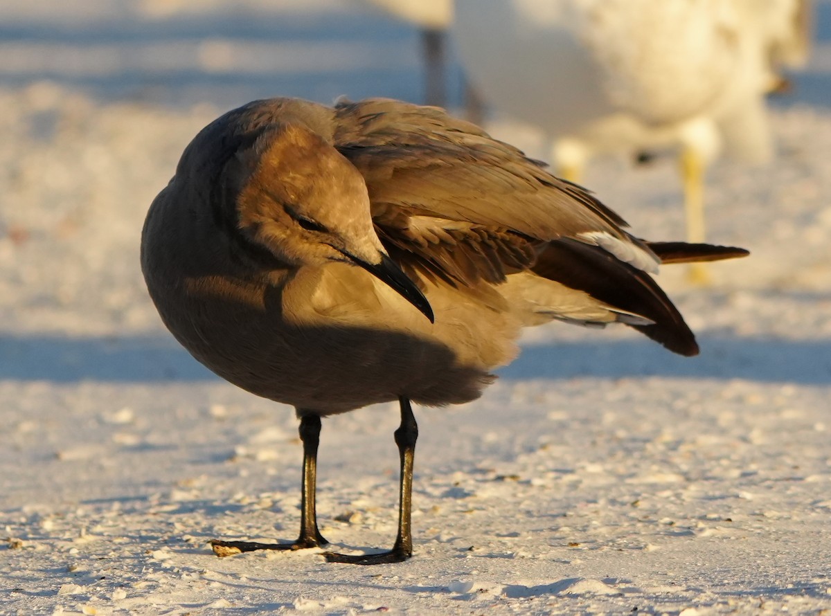 Antxeta grisa - ML646774639