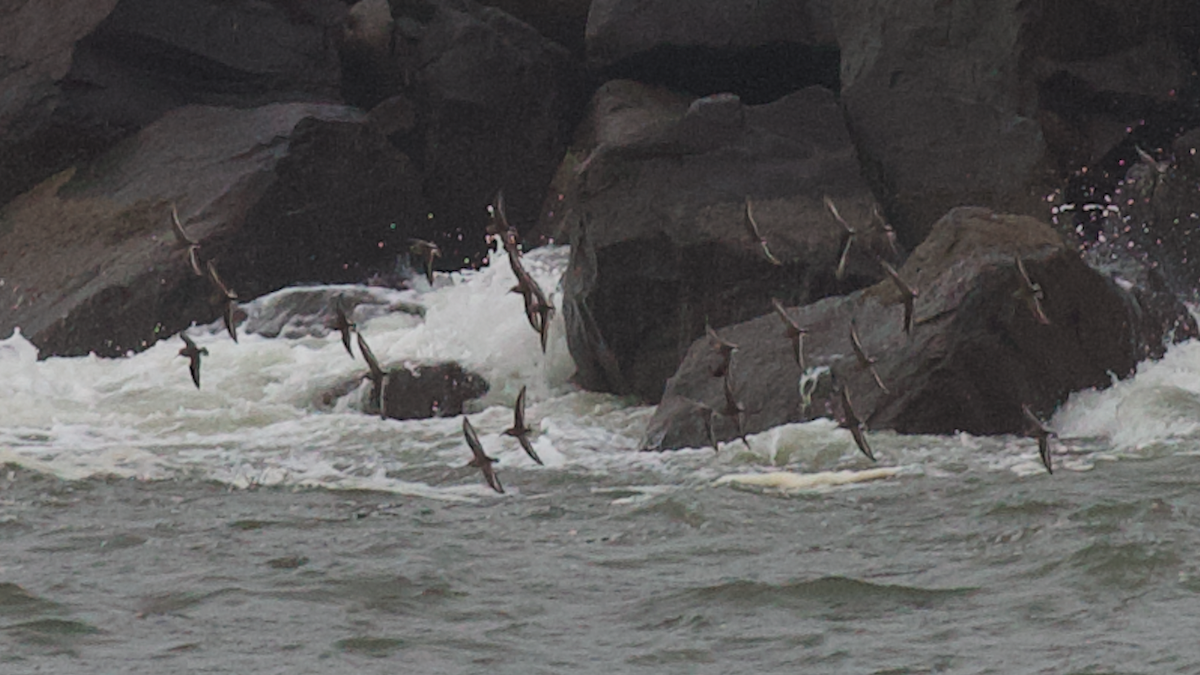 Побережник чорногрудий - ML646774641