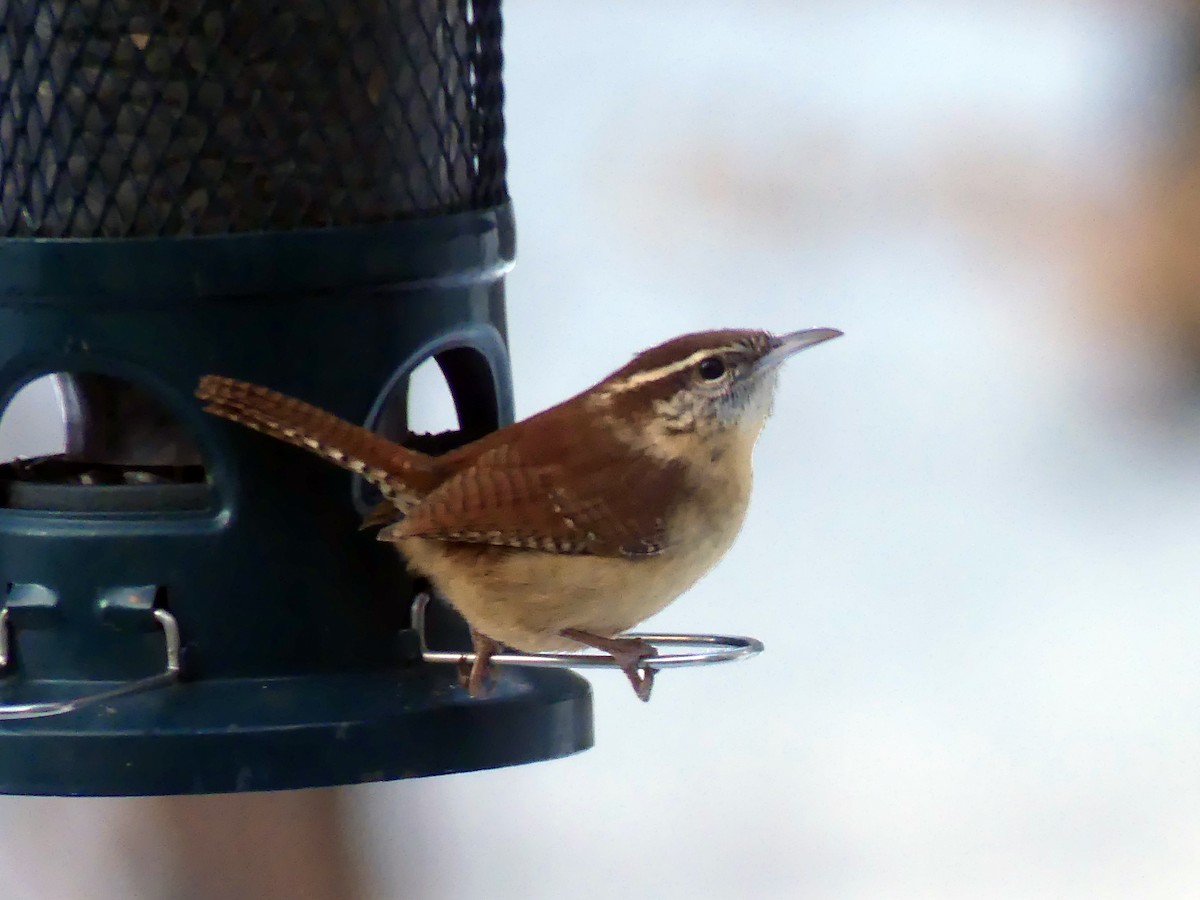 Carolina Wren - ML646774642