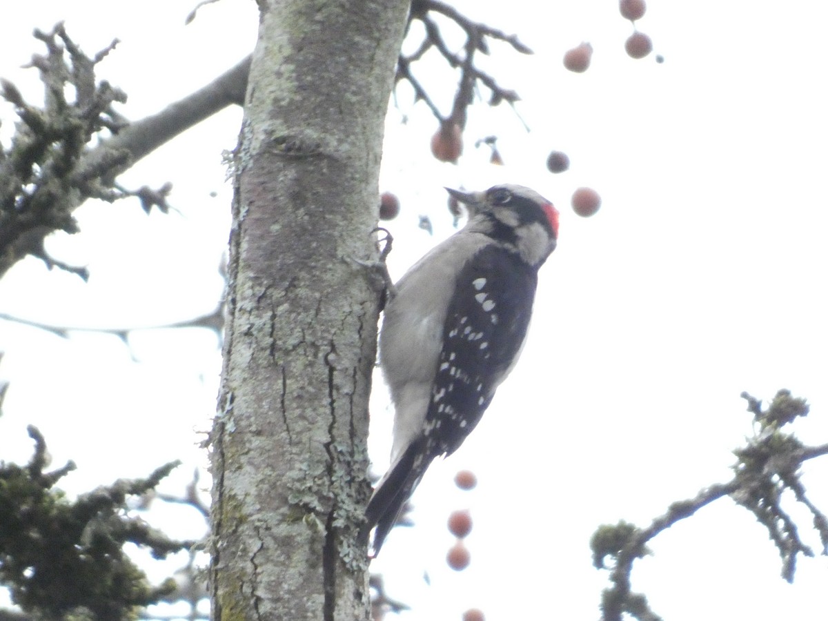 Дятел пухнастий - ML646774644