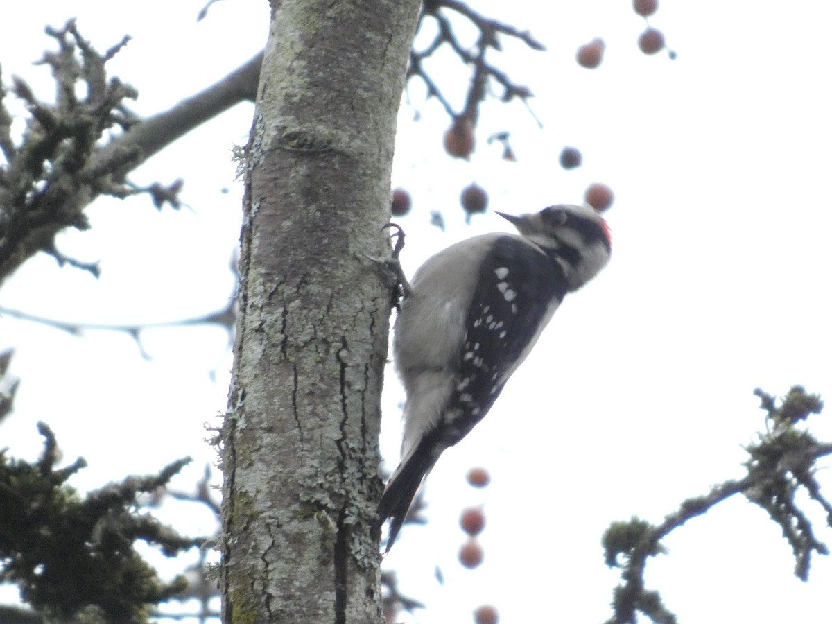 Дятел пухнастий - ML646774645