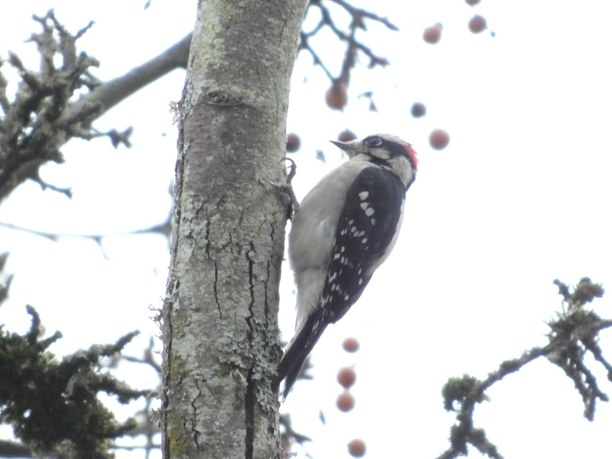 Дятел пухнастий - ML646774646