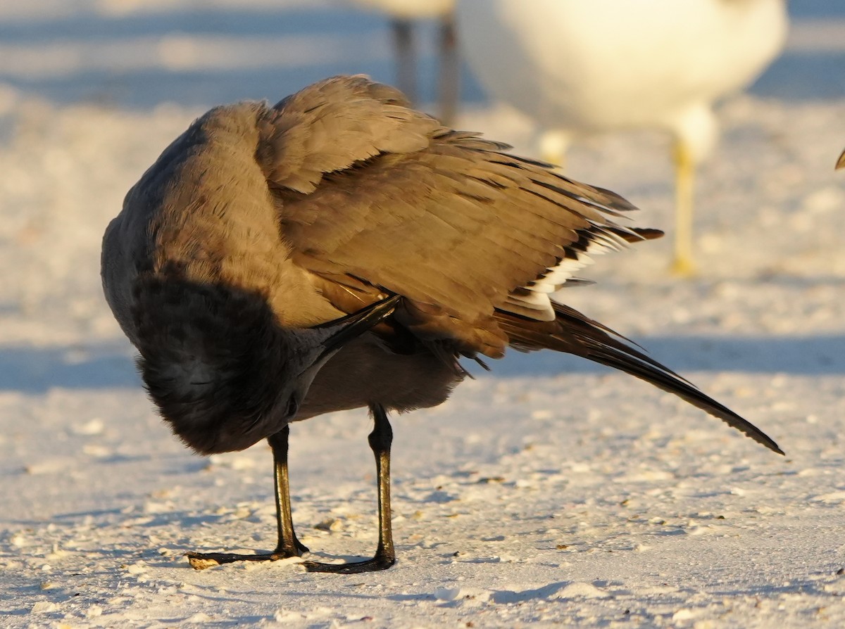 Antxeta grisa - ML646774647