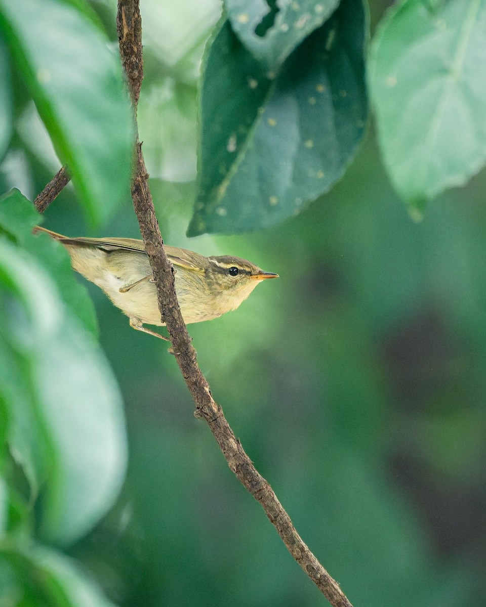 Arctic Warbler - ML646774648