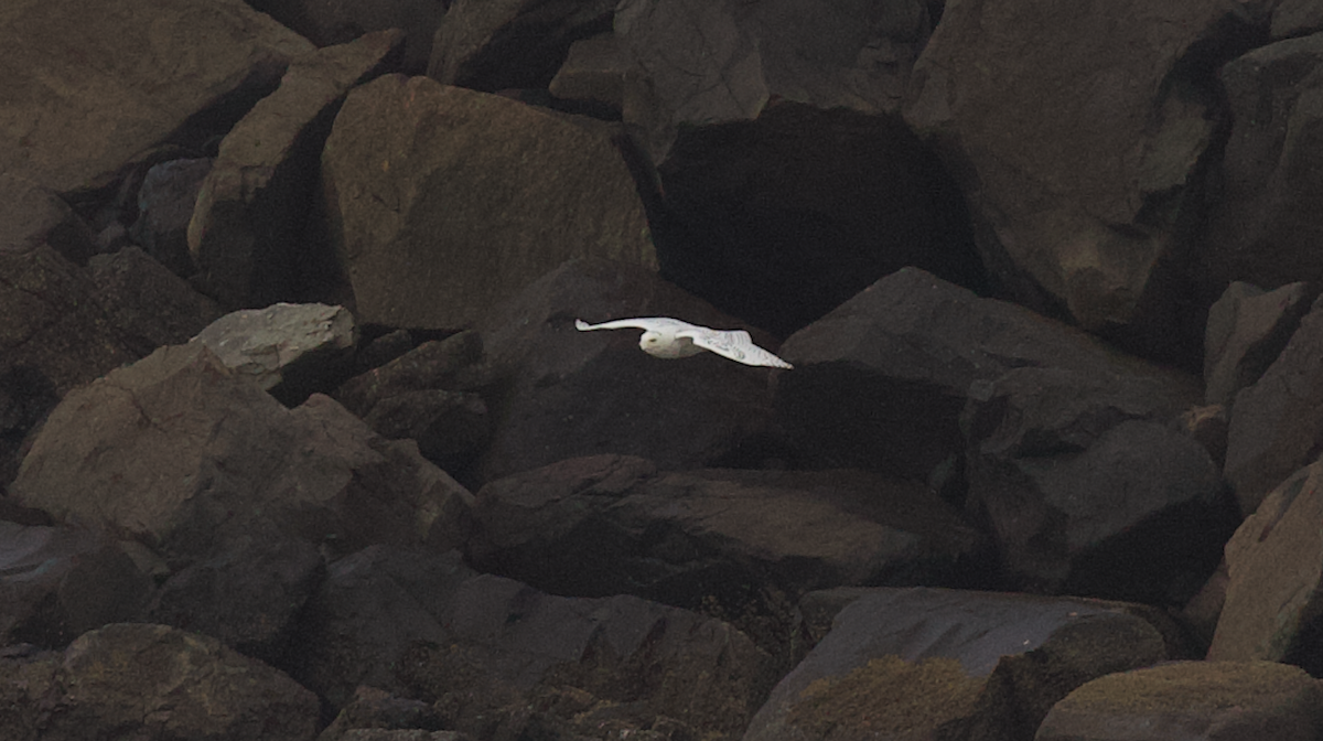 Elur-hontza - ML646774649