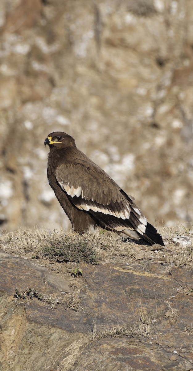 Steppenadler - ML646774656