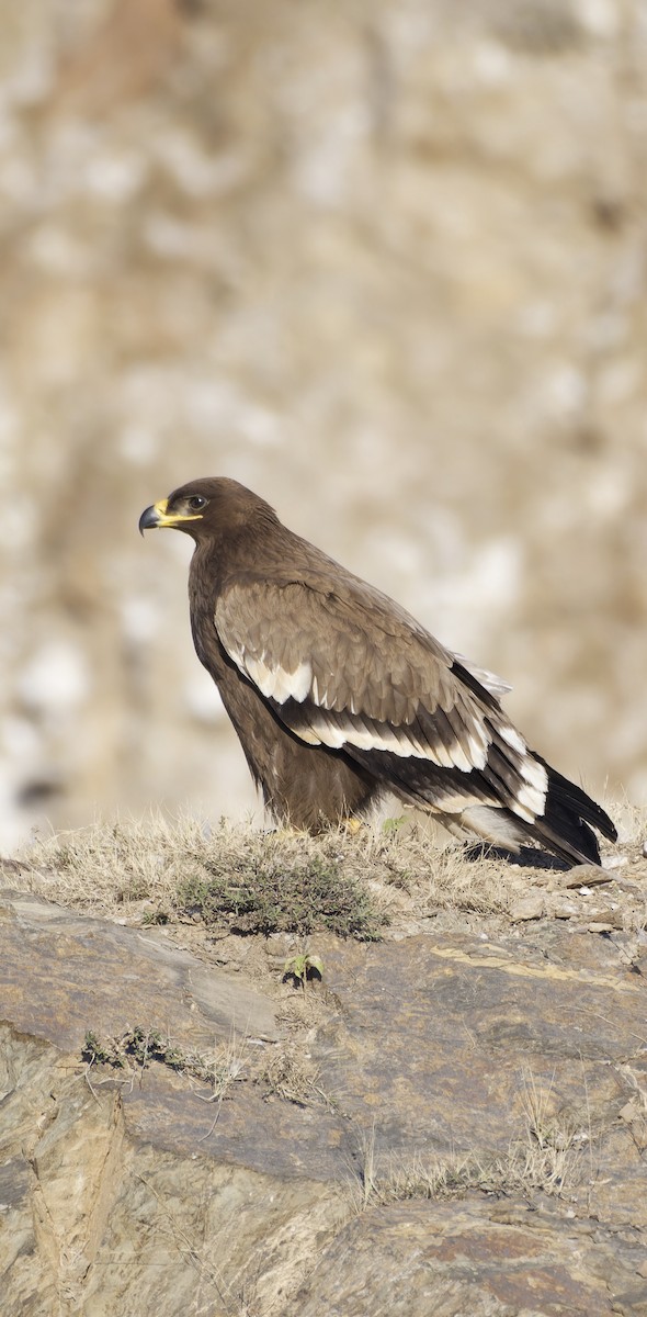 Steppenadler - ML646774657