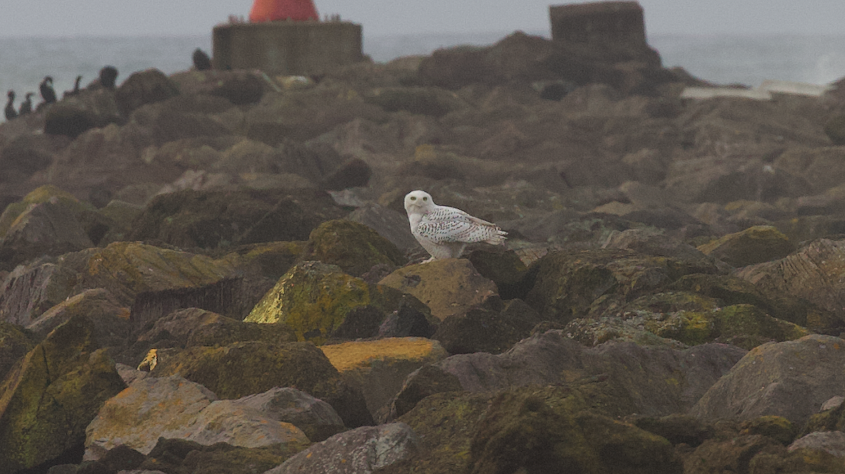 Elur-hontza - ML646774658