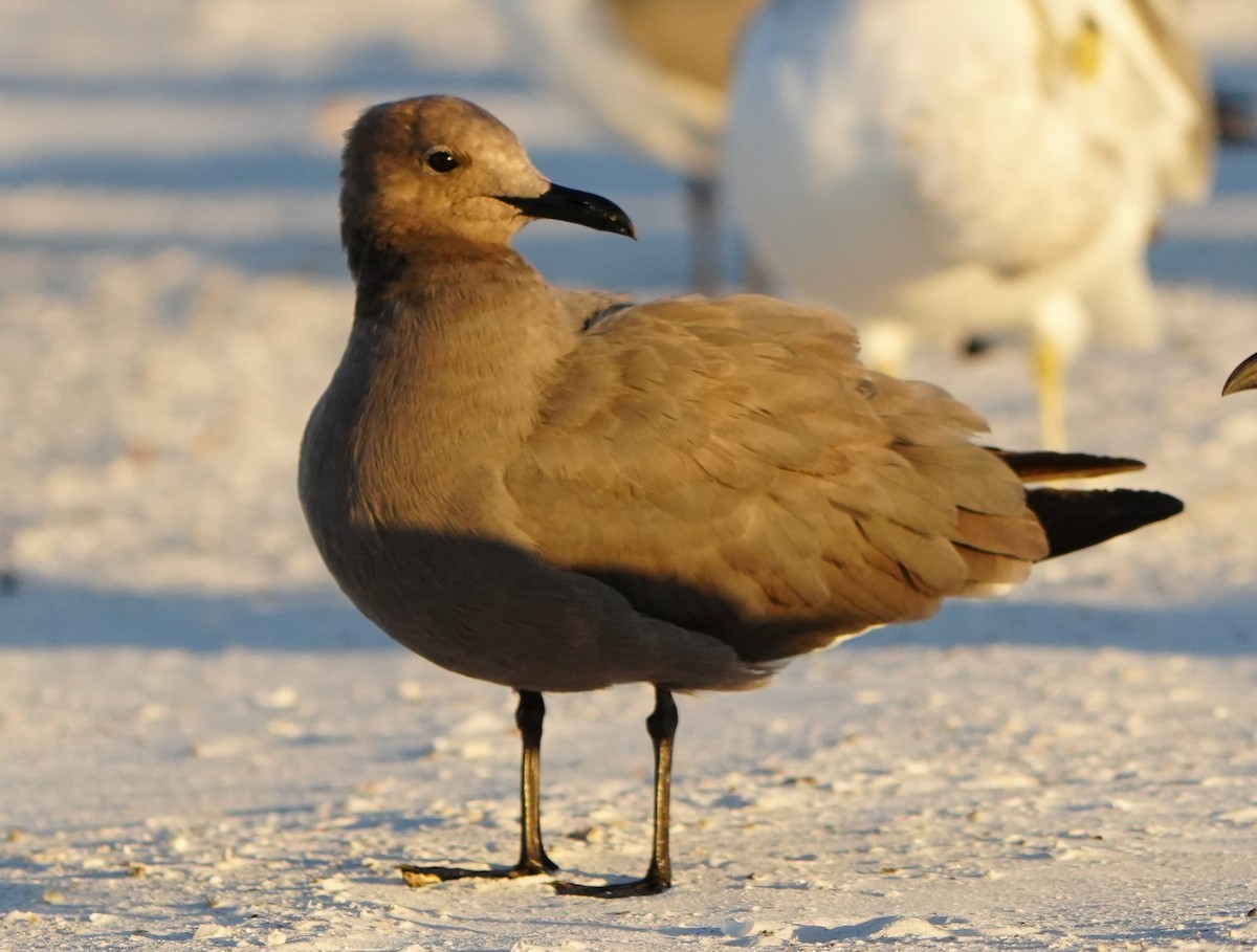 Antxeta grisa - ML646774659